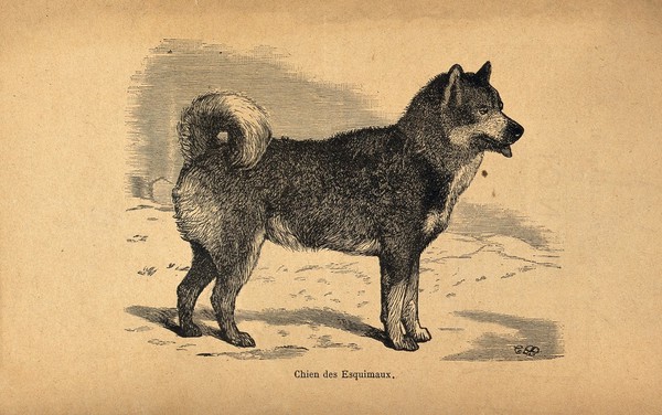 A husky. Wood engraving.