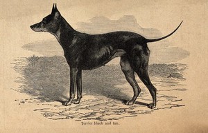 view A black and tan terrier. Wood engraving.