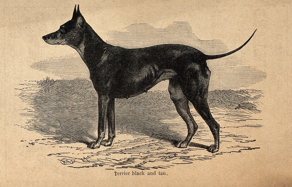 A black and tan terrier. Wood engraving.