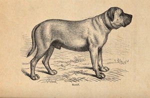 view A mastiff. Wood engraving by Butterworth and Heath after T. W. Wood.