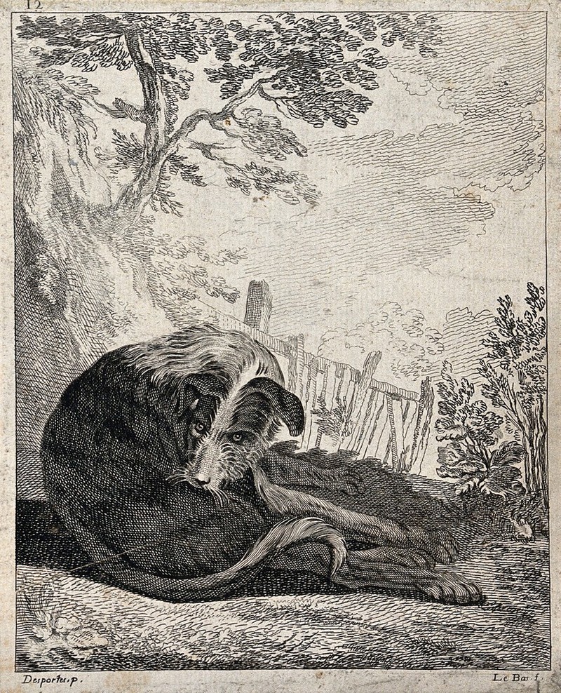 A dog sitting on a meadow licking and cleaning itself. Etching by J.P. Le Bas after A.F. Desportes., by Alexandre-François Desportes