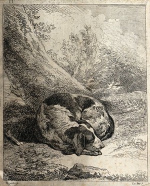 view A dog curled up and asleep under a tree. Etching by J.P. Le Bas after A.F. Desportes.