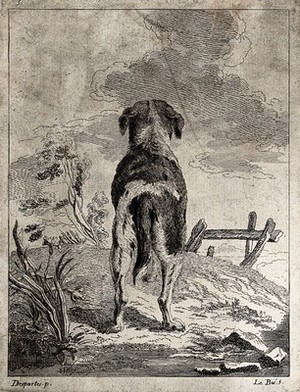 view A dog seen from behind looking up to the clouds. Etching by J.P. Le Bas after A.F. Desportes.