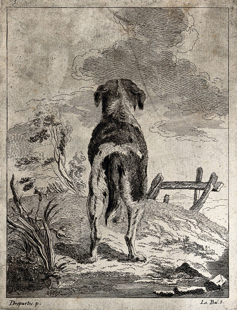 A dog seen from behind looking up to the clouds. Etching by J.P. Le Bas after A.F. Desportes., 1745-1747, by Alexandre-François Desportes