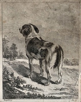 A dog seen from behind looking at a village in the distance. Etching by J.P. Le Bas after A.F. Desportes.