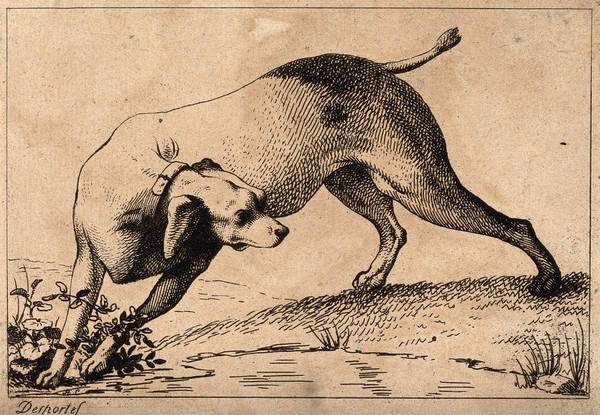 A hunting dog is turning its head as it is about to cross a little stream. Etching by A. F. Desportes.