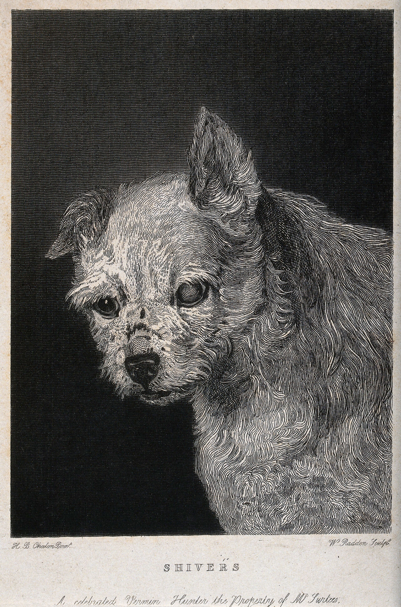 Head of a vermin-hunting dog called "Shivers". Etching by W. Raddon after H. B. Chalon., by Henry Bernard Chalon