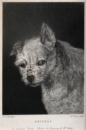 view Head of a vermin-hunting dog called "Shivers". Etching by W. Raddon after H. B. Chalon.