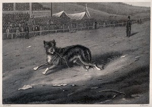 view A dog running along a race-course with a crowd looking on. Etching by E. Hacker after E. Corbet.