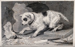 view A dog with a dappled coat is trying to touch a hot object that is lying on the ground with its paw. Etching by A. Ashley.