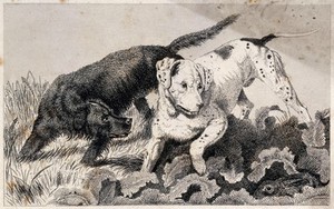 view Two hunting dogs chasing a hare that is hiding in the grass. Etching.