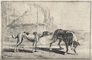 view A dog sniffing another dog's backside. Etching after J. Peake.