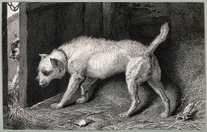 view A dog (Brutus) hiding behind a door in a barn while another dog sits outside the door. Etching by T. Landseer, 1824, after E. Landseer.