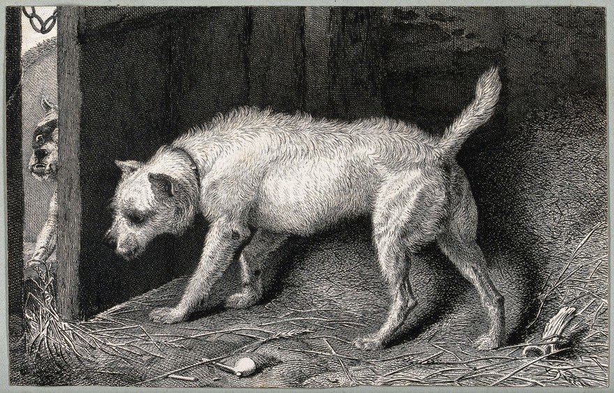 A dog (Brutus) hiding behind a door in a barn while another dog sits outside the door. Etching by T. Landseer, 1824, after E. Landseer.