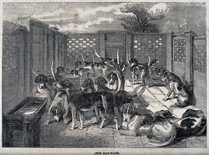 view A group of dogs in an enclosed yard. Wood engraving by W. Snow.