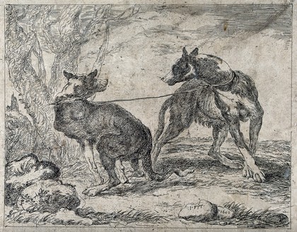 Two dogs attached to the same leash are pulling in different directions. Etching by J. Fyt.
