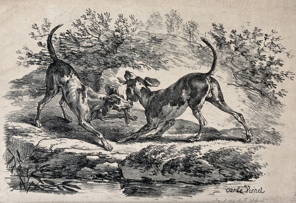 Two dogs fighting over a piece of wood. Lithograph after A.C.H. Vernet.