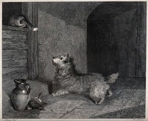 view A dog chasing a cat through a window. Etching by W. R. Smith after J. Pitman.