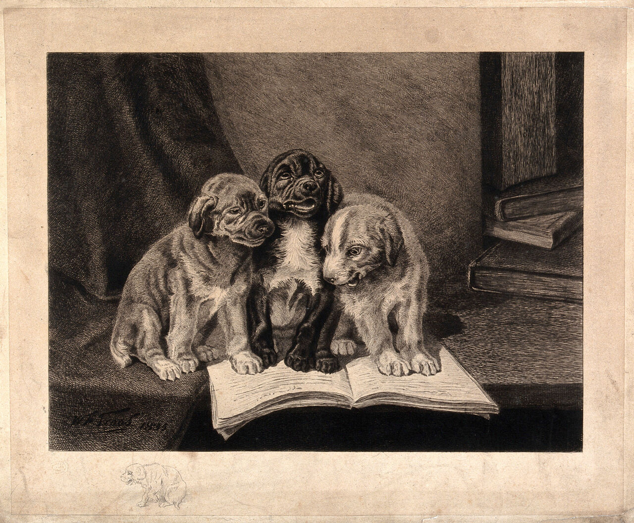 Three puppies sitting on an open book on a table. Etching by W. H. H. Trood., by William Henry Hamilton Trood