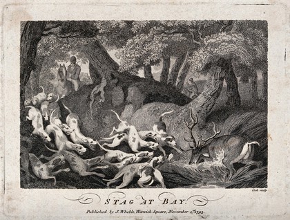 A pack of dogs attacking a wounded and exhausted stag. Etching by Cook.