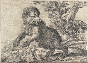 view Two hunting dogs chasing a bear in a forest. Etching after A. Hondius.