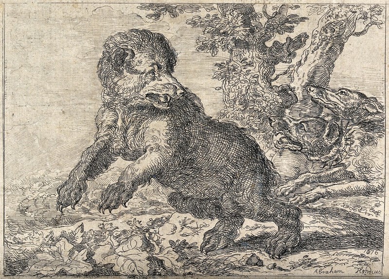 Two hunting dogs chasing a bear in a forest. Etching after A. Hondius., 1676, by Abraham Hondius