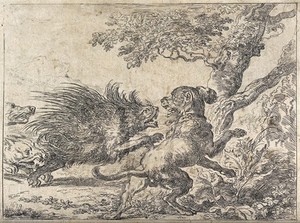 view Three hunting dogs chasing a porcupine. Etching after A. Hondius, 1679.