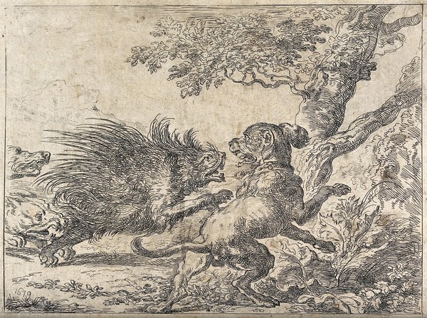 Three hunting dogs chasing a porcupine. Etching after A. Hondius, 1679.