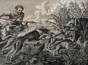 view A man with a spear and a pack of dogs attack a wild boar emerging from the reeds in the swamps. Etching.