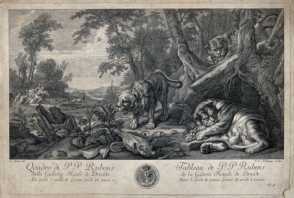 A lioness suckling her kitten in the safety of her lair surrounded by two lions anxiously watching a lion hunt in the far distance. Etching by J. E. Ridinger after C. F. Hutin after a painting by P. P. Rubens.