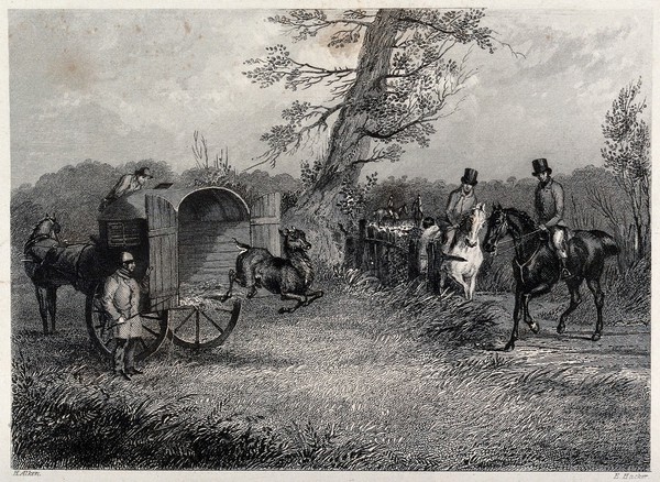 A goat jumping off the horse-drawn cart it has been released from. Etching by E. Hacker after H. Alken.