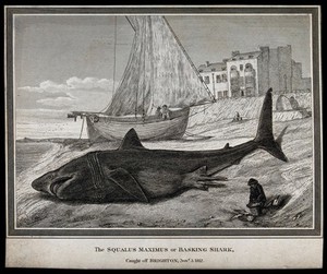 view A beached basking shark lying next to a fishing trawler. Etching.