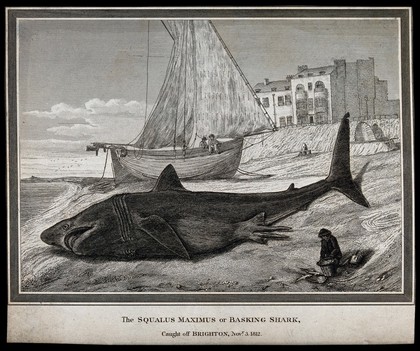 A beached basking shark lying next to a fishing trawler. Etching.