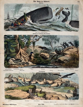 Above, fishermen hunting a spermwhale; middle, indigenous huntsmen hunting kangaroos; below, an island populated by petrels, sea elephants and sea lions. Wood engraving by N. Knilling after H. Leutemann.