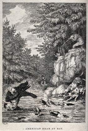 Hounds have driven an American black bear into a river where it is about to be shot by huntsmen standing on the river bank. Etching by W. S. Howitt, 1820.