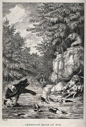 view Hounds have driven an American black bear into a river where it is about to be shot by huntsmen standing on the river bank. Etching by W. S. Howitt, 1820.