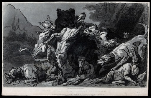 A pack of dogs attacking a bear. Etching by F. C. Lewis after F. Snyders.