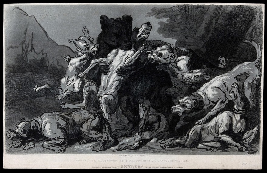 A pack of dogs attacking a bear. Etching by F. C. Lewis after F. Snyders.