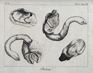 view Molluscs of the Pholades family. Etching.