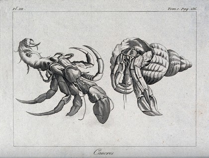 Crabs. Etching.