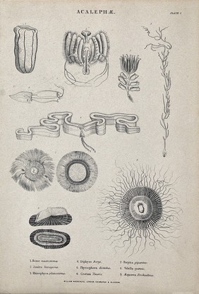 The family of Acalephae, including jellyfishes and medusas. Line block.