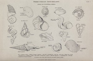 view A variety of spiral and subspiral shells, including Haliotis, Nerita and Dolium. Line block.