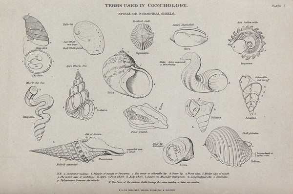 A variety of spiral and subspiral shells, including Haliotis, Nerita and Dolium. Line block.