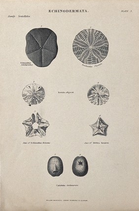 A variety of echinodermata, including rotulas and arachnoides. Line block.