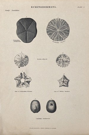 view A variety of echinodermata, including rotulas and arachnoides. Line block.