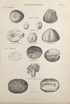 A variety of echinodermata, including galerites and brissus. Line block.