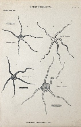 Ophiuridae of the genus Echinodermata. Line block.