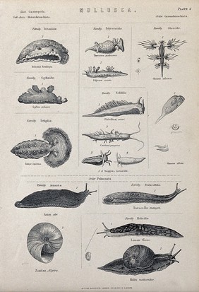 A variety of gasteropod molluscs, including glaucus, snails and slugs. Line block.