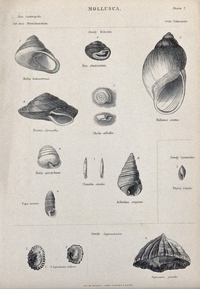 A variety of pulmonate molluscs. Line block.