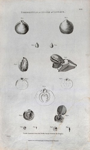 view Ammonites from the Pacific Ocean, some cross-sectioned. Etching by B. L. Prevost.